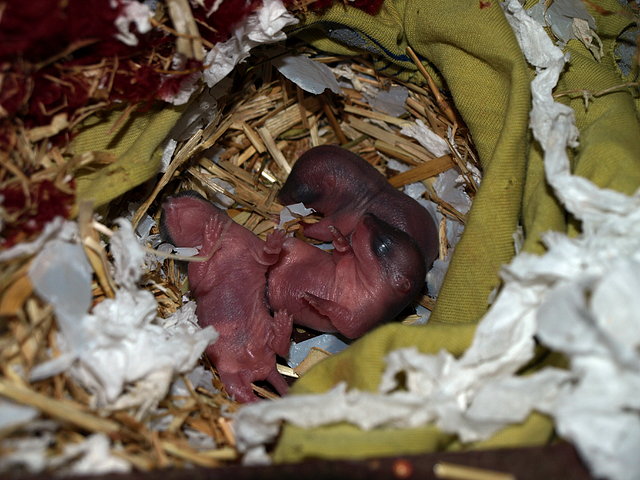8 días 8 días