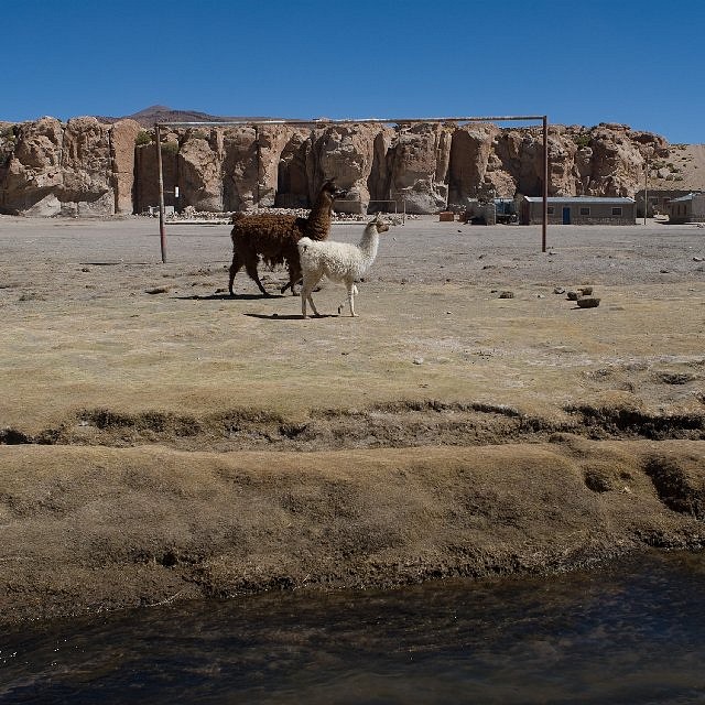 230299-llamas-love-thier-football-salar-de-uyuni-bolivia