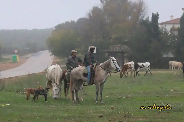 10, vaqueros y perros, marca