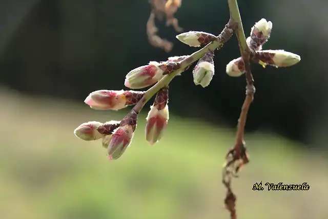 15, yemas de almendro2, marca