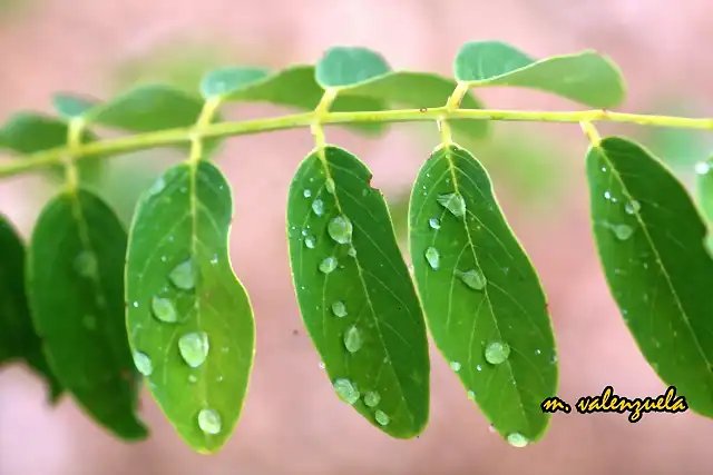 06, primeras gotas de agua, marca