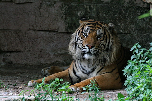 Zoo de Barcelona 386 Zoo de Barcelona 386