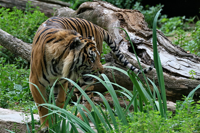 Zoo de Barcelona 437 Zoo de Barcelona 437