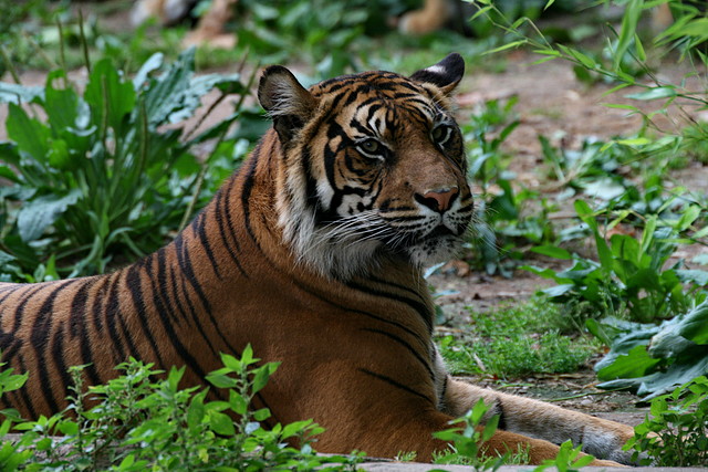 Zoo de Barcelona 443 Zoo de Barcelona 443