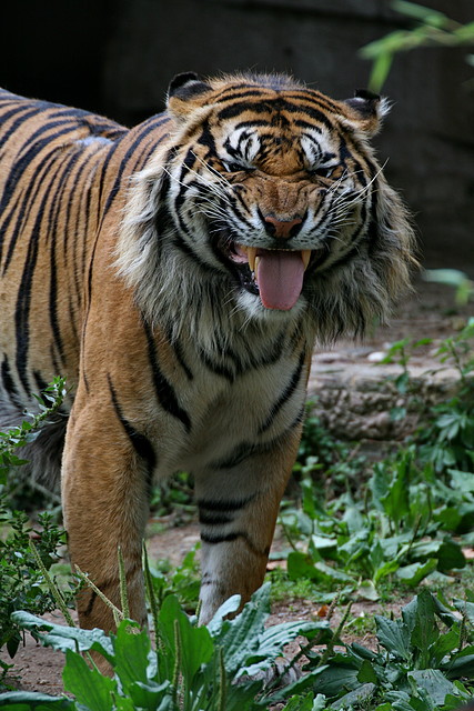 Zoo de Barcelona 413 Zoo de Barcelona 413