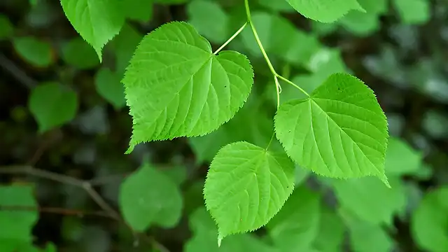 large-leaved-lime-leaves-npl-01128259-philippe-clement