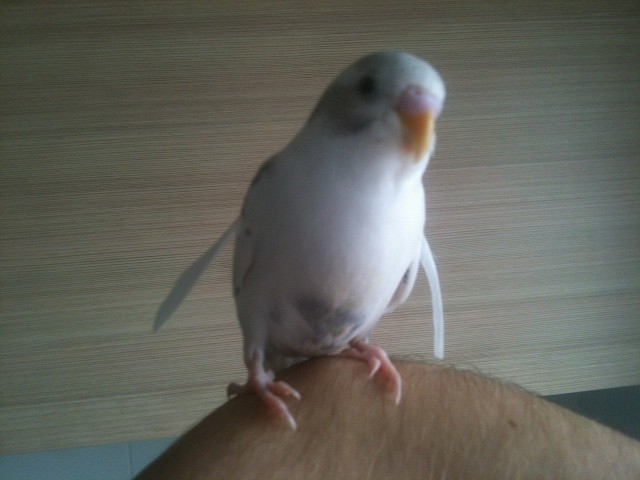 la2 copito