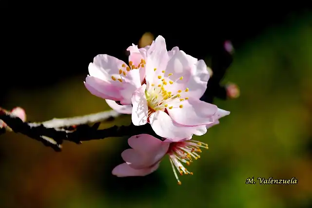 18, flor del almendro, marca