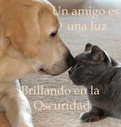 Perro y gato