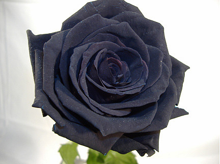 rosa-negra