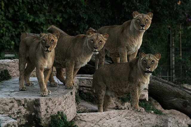 Zoo de Barcelona 07-01-2011 390 Zoo de Barcelona 07-01-2011 390