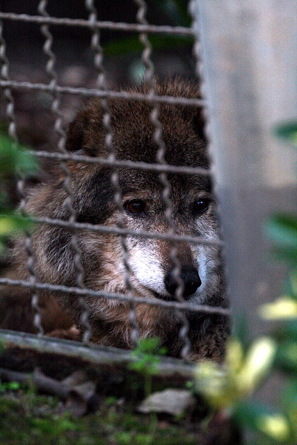Zoo de Barcelona 07-01-2011 359 Zoo de Barcelona 07-01-2011 359