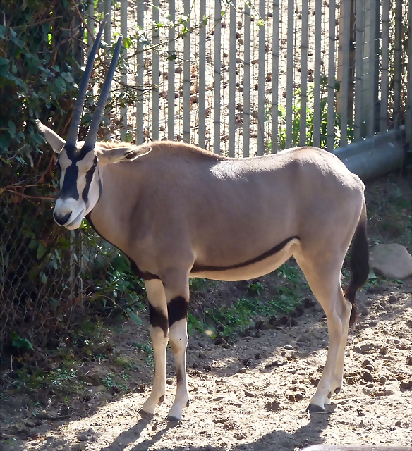 Oryx beisa (20-9-18 Burgers zoo) Oryx beisa (20-9-18 Burgers zoo)