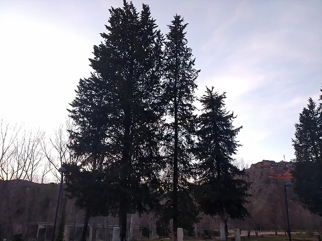 Cupressus macrocarpa