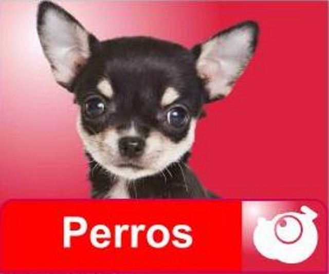 perros web