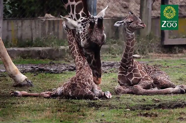 Jirafas zoo de buenos aires