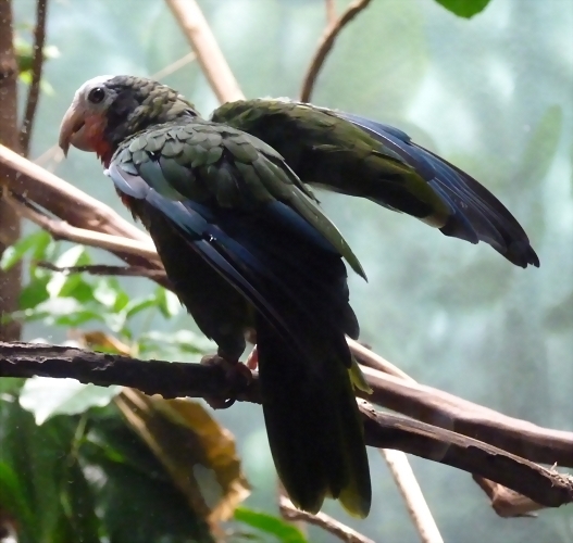 Amazona leucocephala Amazona leucocephala