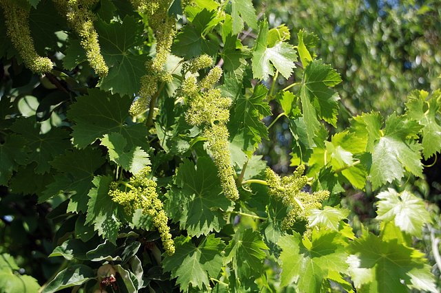 racimos de uva cuajados