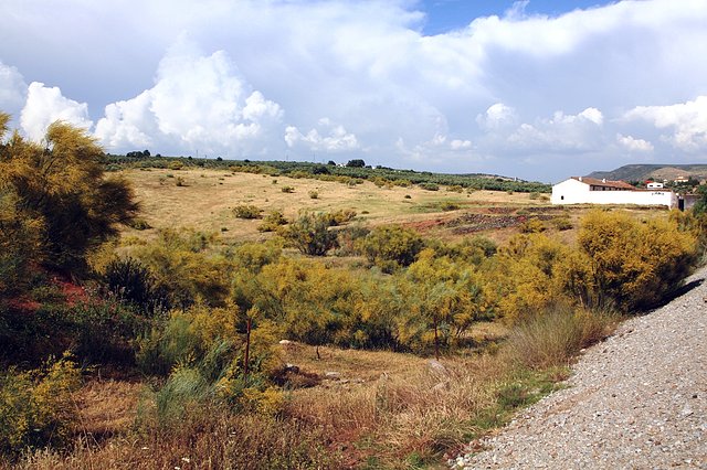 grandillos en amarillo