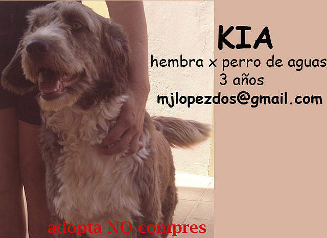 KIA Sevilla