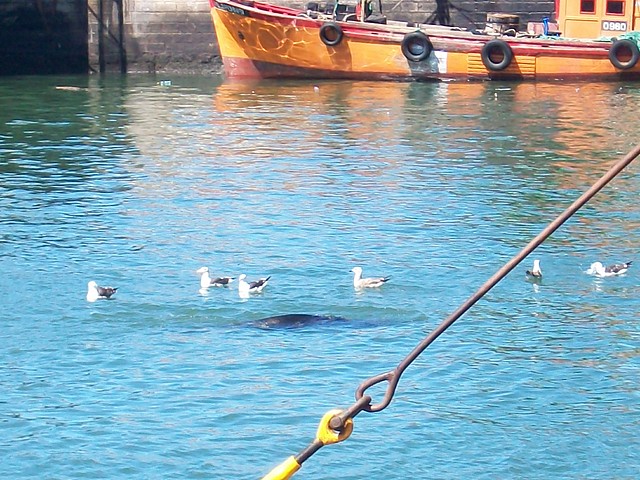 lobo marino jugando con gaviotas