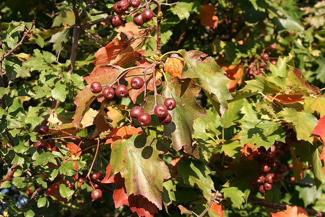 Sorbus_torminalis_Weinsberg_20070929_4