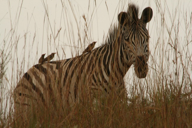Ithala Game Reserve 1-05-09 127 Ithala Game Reserve 1-05-09 127