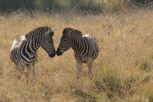 Lion Park i Rhino & Lion Nature Reserve 22-04-09 520 Lion Park i Rhino & Lion Nature Reserve 22-04-09 520