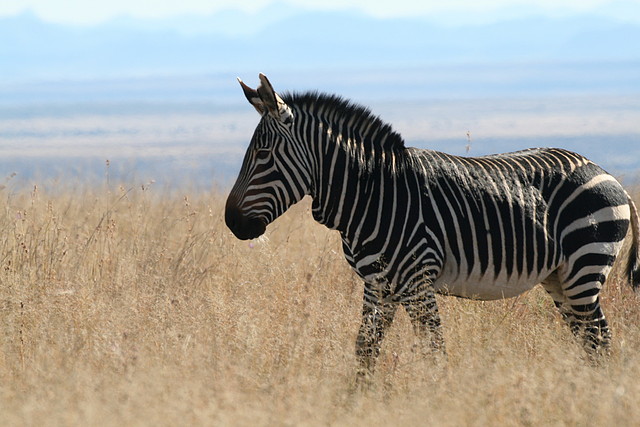 Mountain Zebra National Park 19-05-09 261 Mountain Zebra National Park 19-05-09 261