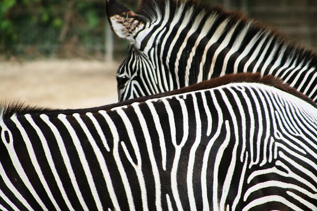 Koln Zoo y Catedral 29-09-09 330 Koln Zoo y Catedral 29-09-09 330