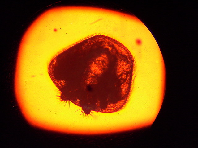 Varroa 006