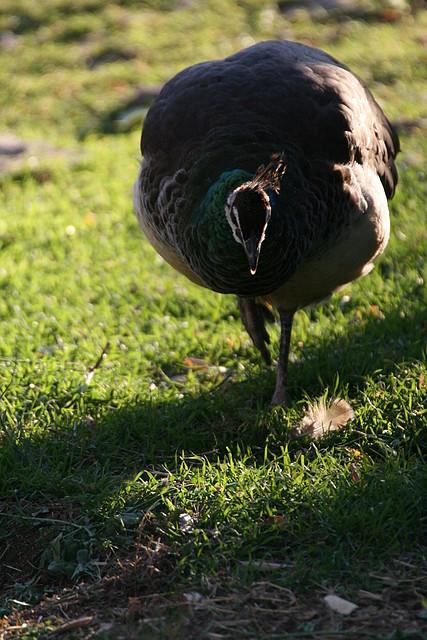 Zoo de Barcelona 25-11-10 153 Zoo de Barcelona 25-11-10 153
