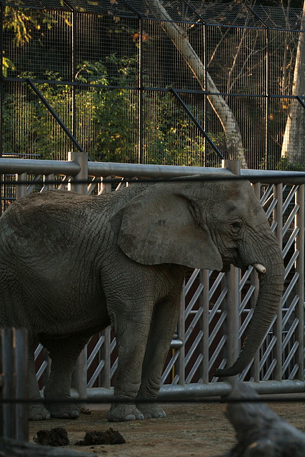 Zoo de Barcelona 25-11-10 245 Zoo de Barcelona 25-11-10 245
