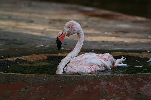 Zoo de Barcelona 25-11-10 037 Zoo de Barcelona 25-11-10 037