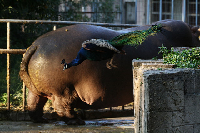 Zoo de Barcelona 25-11-10 225 Zoo de Barcelona 25-11-10 225