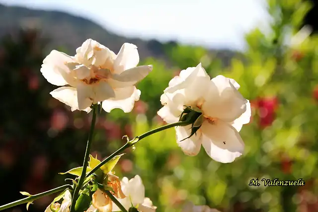 27, rosas en verano, marca