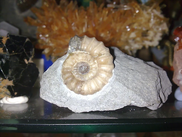 F Amo Promicroceras 5 F Amo Promicroceras 5