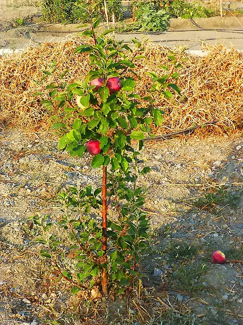 P1130844 MANZANO Sanjuanero o del Terreno