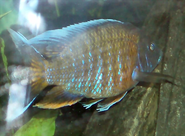 Aulonocara nyassae Aulonocara nyassae