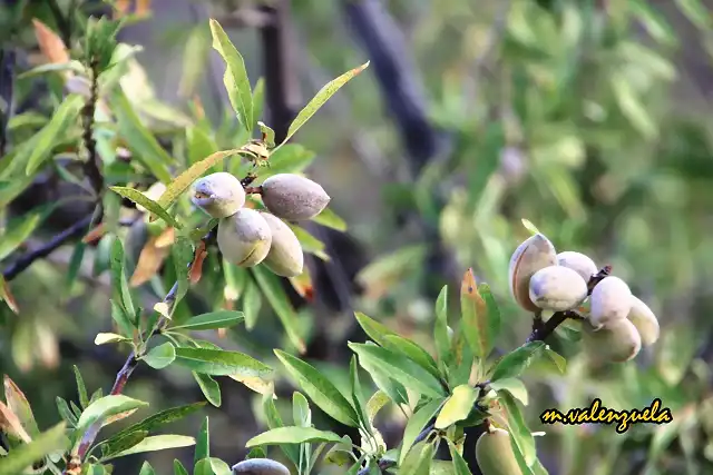 05, almendros en los cantones, marca