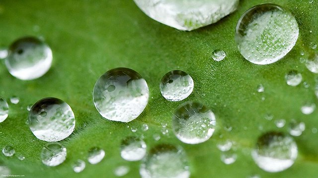 Leaf-Droplets-1