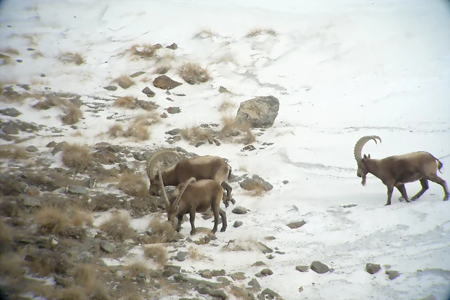 3 ibex comiendo