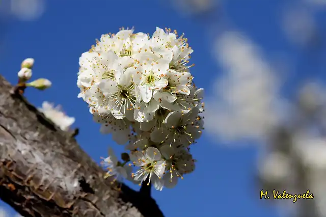 022 brote de flores, marca