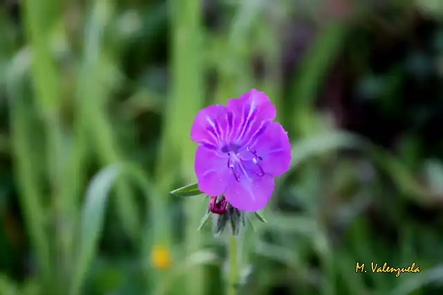 007, flor morada, marca