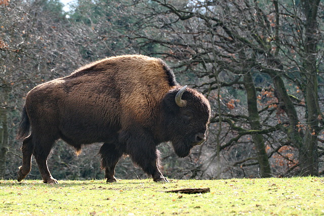 Zoo Lyon + Safari Peaugres febrer 2011 1676 Zoo Lyon + Safari Peaugres febrer 2011 1676