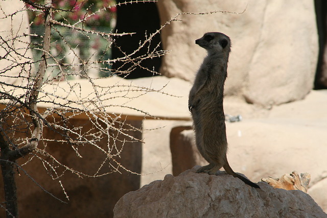 Al Ain Zoo - Atlantis - 19-12-08 071 Al Ain Zoo - Atlantis - 19-12-08 071
