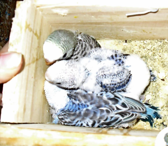 nidada de Oddy y Pipo nidada de Oddy y Pipo