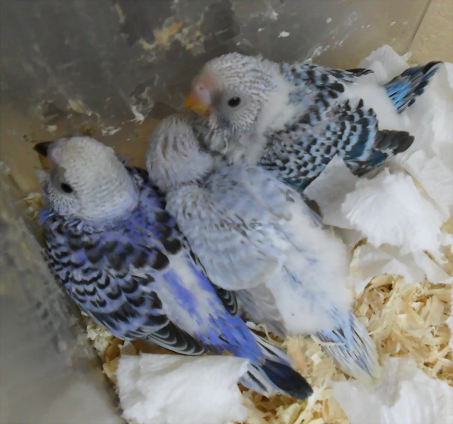 nidada de Sky y Violet nidada de Sky y Violet