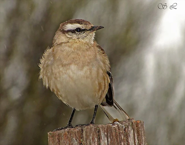 calandria calandria