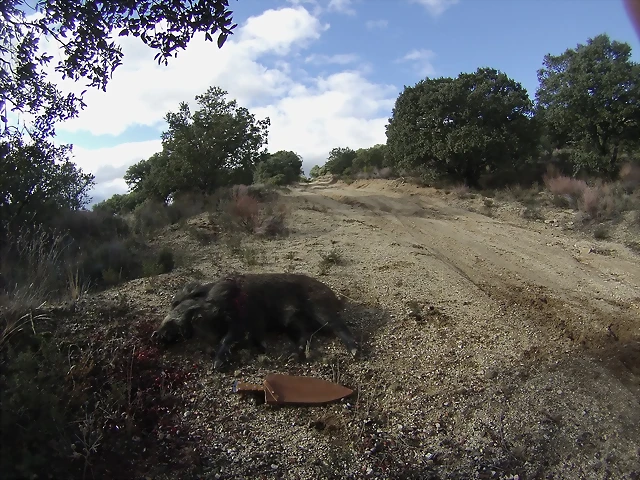 17 12 2016 Bonilla de la sierra Jabalí